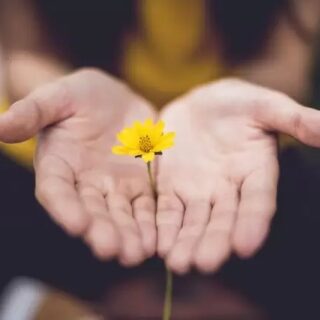 ręce trzymające kwiat wdzięczność